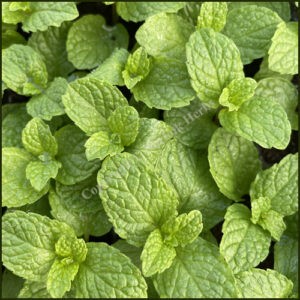 Mint Mojito - Cuban - Mentha x villosa Cubanito