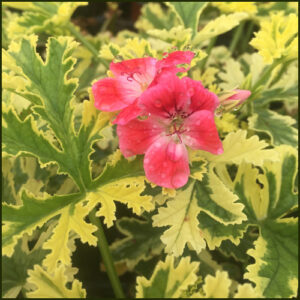 Scented Pelargonium - Geranium - Phyllis