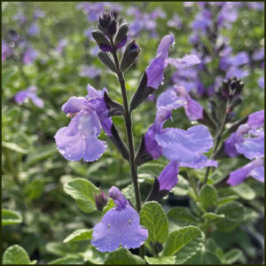 Salvia So Cool Pale Blue