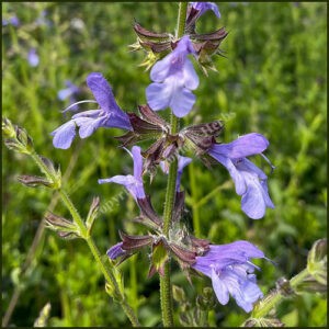 Salvia African Sky