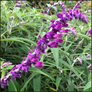 Salvia leucantha - Mexican Bush Sage