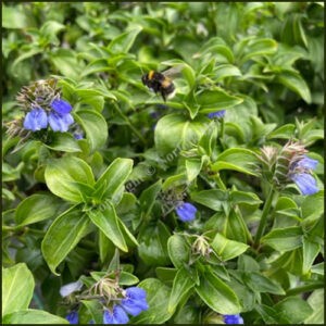 Mushroom Plant - Rungia klossii