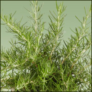 Rosemary Green Ginger - Salvia rosmarinus