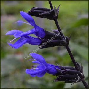 Salvia Black and Blue - Salvia guaranitica