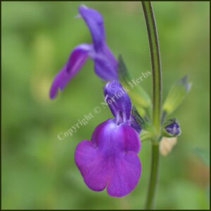 Salvia Christine Yeo