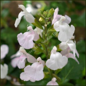 Salvia Glacier - Salvia microphylla