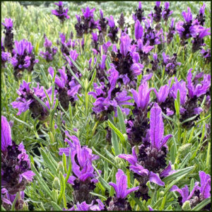 Lavender French - LavLov Blue