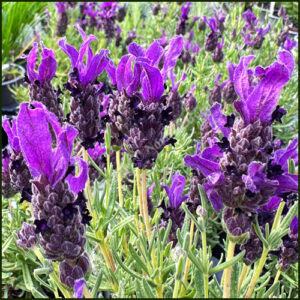 Lavender, French LavLov - Deep Purple