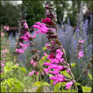 salvia-amistad-pink