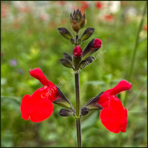 Salvia Betty's Scarlet Gem