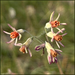 Tulbaghia leucantha