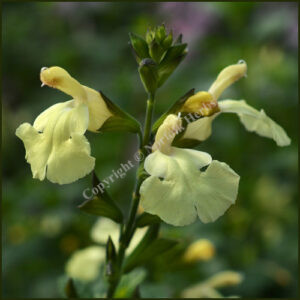 Salvia Sunshine Dream