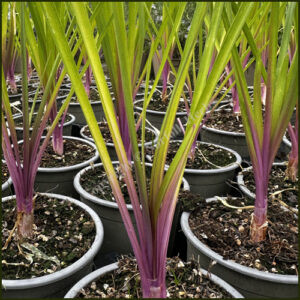 Tulbaghia flamingo