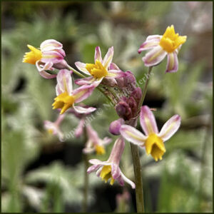 Tulbaghia cosmic