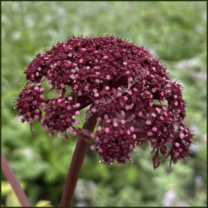 Angelica gigas